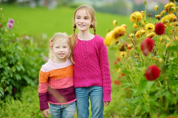 Little sisters i blommande dahlia fält — Stockfoto