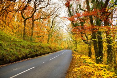 Sonbahar orman yoluyla doğal yol 