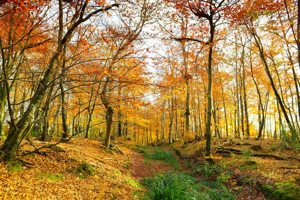 Floresta dourada outono — Fotografia de Stock