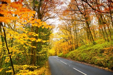 Sonbahar orman yoluyla doğal yol 