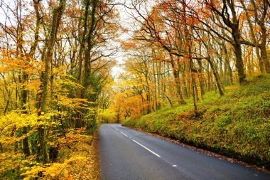 Sonbahar orman yoluyla doğal yol 