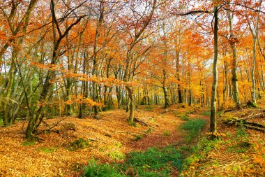 Golden autumn forest clipart