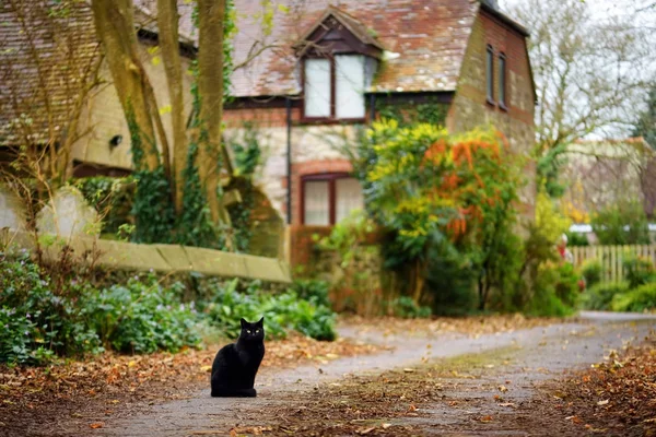 Gato preto sentado na estrada — Fotografia de Stock