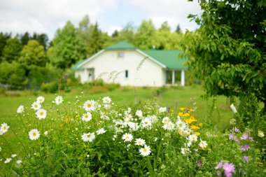 Bir arka plan üzerinde büyük bir ev ile bir bahçede çiçek açan chamomiles.