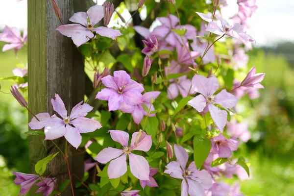 Blommande Rosa Clematis Trädgården Blommor Som Blommar Sommaren — Stockfoto