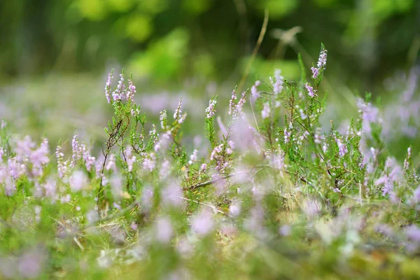 リトアニアの風景にヘザー草花の詳細 — ストック写真