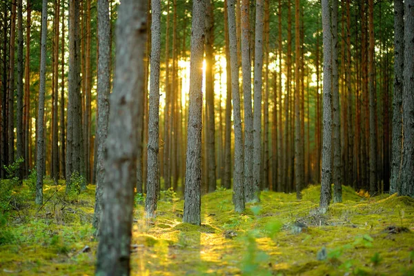 Hermoso Pino Mixto Bosque Caducifolio Lituania Europa —  Fotos de Stock