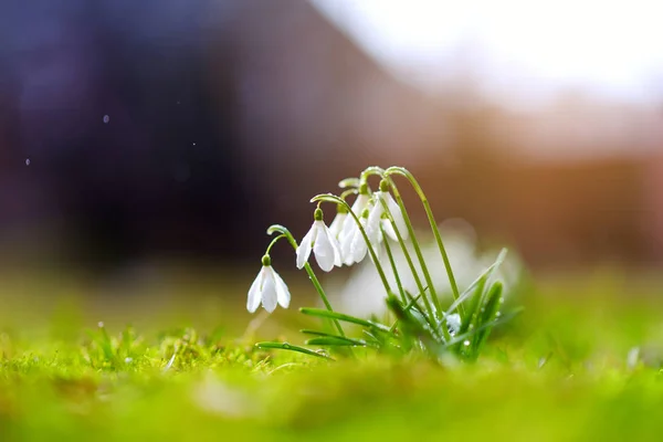 Fleurs Chute Neige Printemps Fleurissant Extérieur Premières Fleurs Printemps — Photo