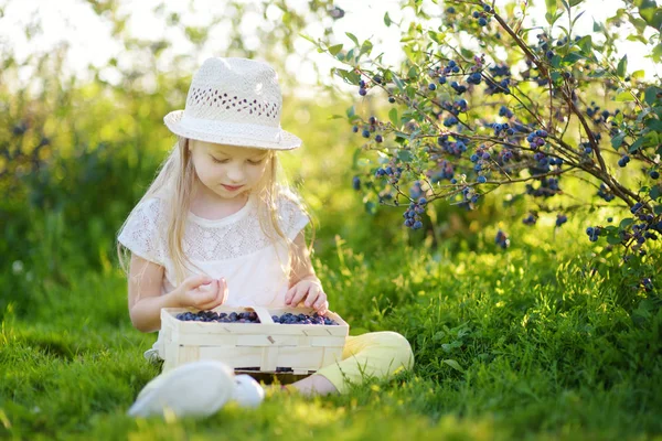 Söt Liten Flicka Plocka Färska Bär Ekologiska Blåbär Gård Varm — Stockfoto