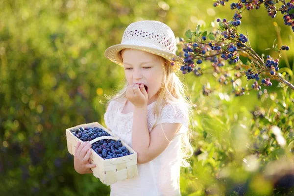 Ładna Dziewczynka Zbierając Świeże Jagody Gospodarstwie Czernicy Organicznych Ciepły Słoneczny — Zdjęcie stockowe