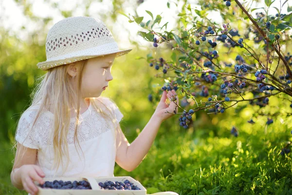 Милая Маленькая Девочка Собирает Свежие Ягоды Органической Черничной Ферме Теплый — стоковое фото
