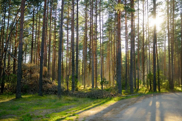 Belo Pinheiro Misto Floresta Decídua Lituânia Europa — Fotografia de Stock