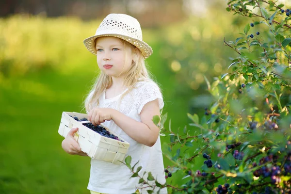 Gadis Kecil Yang Lucu Memetik Buah Beri Segar Pertanian Blueberry — Stok Foto