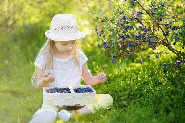 Ładna Dziewczynka Zbierając Świeże Jagody Gospodarstwie Czernicy Organicznych Ciepły Słoneczny — Zdjęcie stockowe