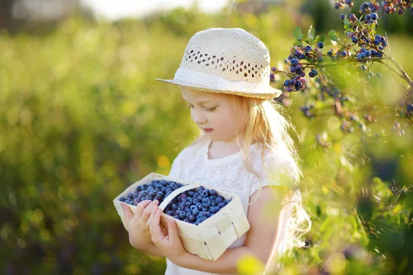 Мила Дівчинка Збирає Свіжі Ягоди Органічній Фермі Чорниці Теплий Сонячний — стокове фото