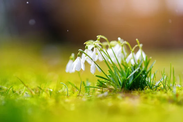 Весенние Подснежники Цветут Открытом Воздухе Первые Цветы Весны — стоковое фото