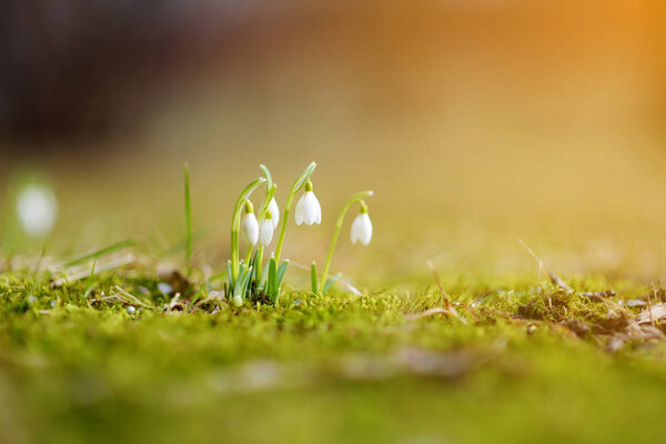 Весенние подснежники цветут на открытом воздухе. Первые цветы весны
.