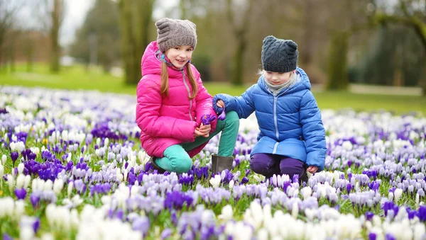 Little sisters picking crocus flowers — Stock Photo, Image