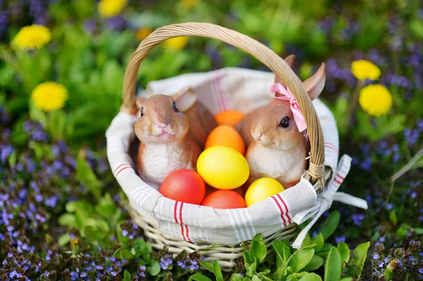 Oeufs de Pâques colorés dans le panier — Photo