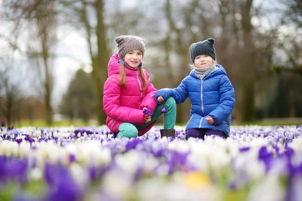 Little sisters picking crocus flowers — Stock Photo, Image
