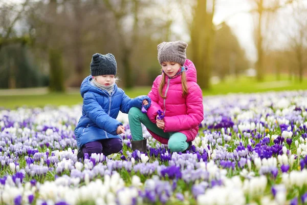 Lilla systrar plockar crocus blommor — Stockfoto