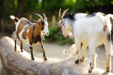 Two goats butting on a log on beautiful sunny summer day. Animals fighting. clipart
