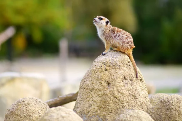 One Funny Meerkat Standing Tall Waiting Visitors Zoo Cute Animals — Stock Photo, Image
