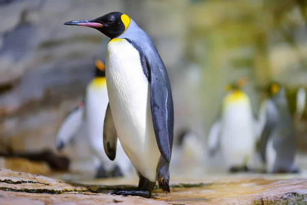 Group of cute penguins in a zoo