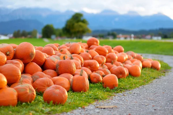 Orange Prydnads Pumpor Solljus Skörd Och Thanksgiving Koncept — Stockfoto