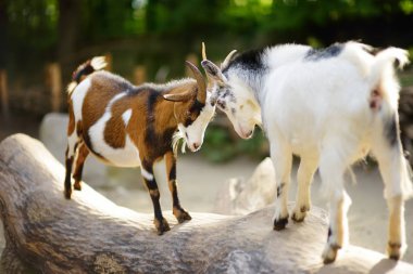 Two goats butting on a log on beautiful sunny summer day. Animals fighting. clipart
