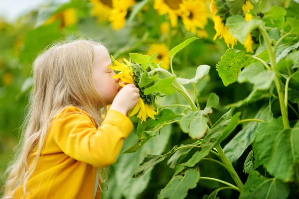 Imádnivaló Lány Játszik Virágzó Napraforgó Mező Szép Nyári Napon Gyermeke — Stock Fotó