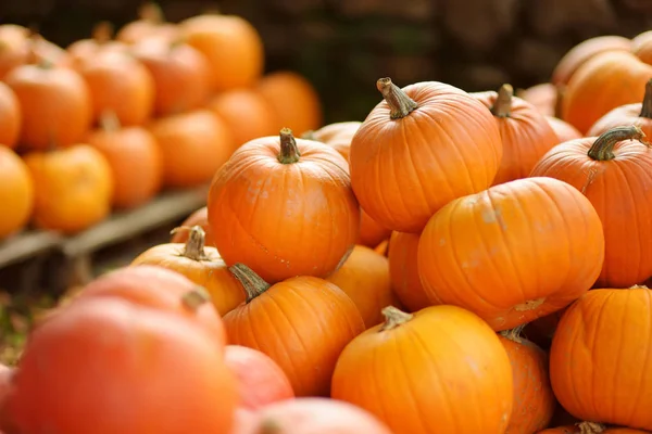 Oranje Versiering Pompoenen Zonlicht Oogsten Thanksgiving Concept — Stockfoto