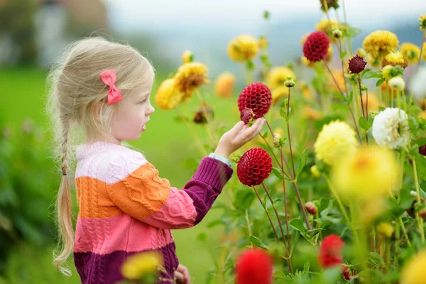 Schattig Meisje Poseren Bloeiende Dahlia Veld Met Kleurrijke Bloemen — Stockfoto