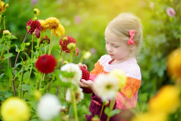 可爱的小女孩采摘鲜花在大丽花草甸在晴朗的夏天天 — 图库照片