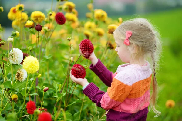 Roztomilá Holčička Trhá Čerstvé Květiny Dahlia Louce Slunečný Letní Den — Stock fotografie