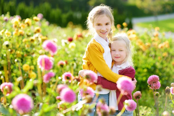 两个可爱的姐妹玩在盛开的大丽花领域 阳光明媚的夏日 孩子们在大丽花的草地上采摘鲜花 孩子们为母亲挑选鲜花 — 图库照片