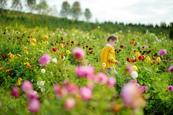 Schattig Klein Meisje Lopen Bloeiende Dahlia Veld — Stockfoto