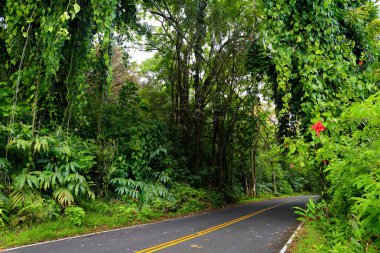 Hana, Maui, Hawaii için ünlü yolu doğal görünümünü