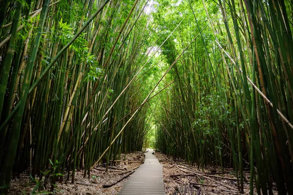 Caminho Através Densa Floresta Bambu Maui Havaí Eua — Fotografia de Stock