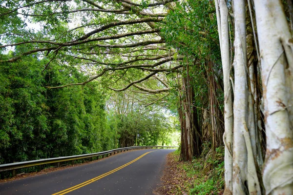 Vista Panorâmica Famosa Estrada Para Hana Maui Havaí — Fotografia de Stock