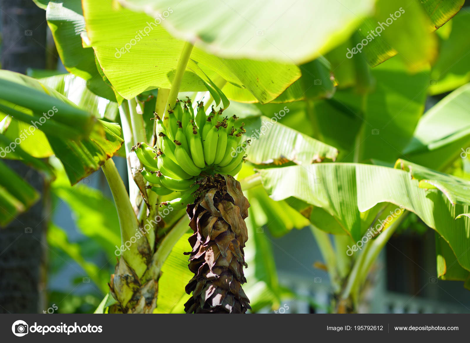 Bunch Ripening Green Apple Bananas Banana Tree Big Island Hawaii Stock