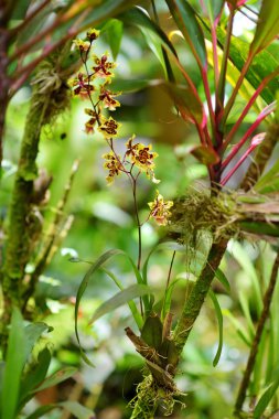 orkide doğal ortamda içinde tropikal Botanik Bahçesi, Hawaii büyük ada