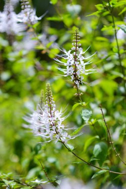 Yemyeşil tropikal bitki örtüsü Adaları, Hawaii, ABD