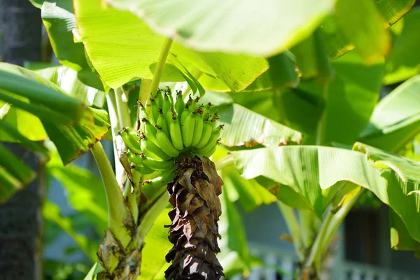 Bunch Ripening Green Apple Bananas Banana Tree Big Island Hawaii — Stock Photo, Image