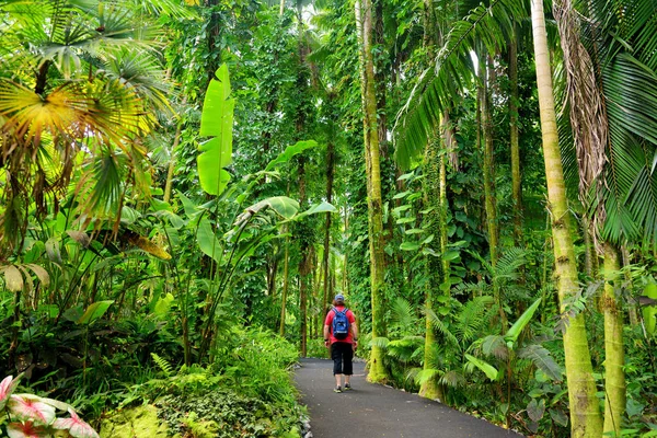 美国夏威夷大岛夏威夷热带植物园的游客观赏郁郁葱葱的热带植被 — 图库照片