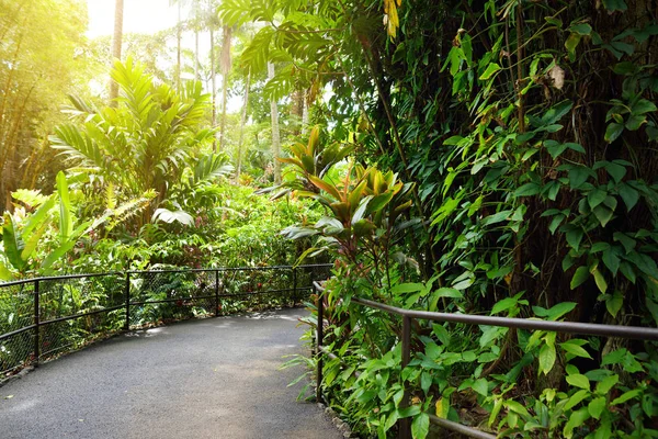 美国夏威夷大岛夏威夷热带植物园郁郁葱葱的热带植被 — 图库照片