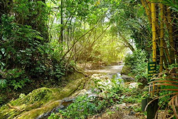 Lummig Tropisk Vegetation Hawaii Tropiska Botaniska Trädgård Stora Hawaii Usa — Stockfoto