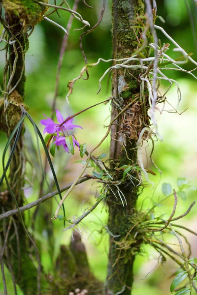 Orkidéer Naturlig Miljö Tropiska Botaniska Trädgård Den Stora Hawaii — Stockfoto