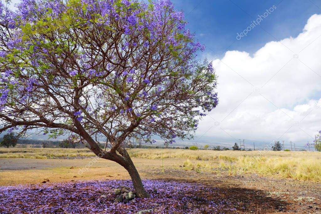 purple jacaranda trees flowering along roads of Maui island, Hawaii, USA