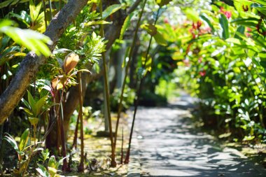 Yemyeşil tropikal bitki örtüsü Hawaii tropikal Botanik Bahçesi, büyük Hawaii adasında, ABD